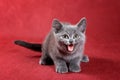 Gray kitten British cat meows