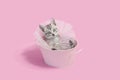 Gray kitten sitting in a pink metal pail, wearing a pink skirt and pearls