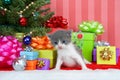 Gray kitten Christmas Royalty Free Stock Photo