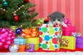 Gray kitten in christmas present Royalty Free Stock Photo