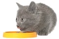 Gray kitten eating cat food from a yellow bowl.