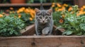 Gray kitten exploring a garden bed with flowers and a butterfly Royalty Free Stock Photo