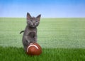 Gray kitten in grass with a miniature football