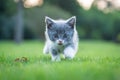 Gray kitten on the grass