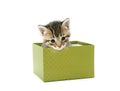 Gray kitten in green box