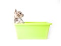 Gray kitten in green box Royalty Free Stock Photo