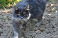 A kitten in the garden, Royalty Free Stock Photo