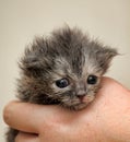 Gray kitten in his hands that just opened his eyes Royalty Free Stock Photo