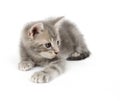 Gray kitten hunting Royalty Free Stock Photo