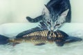 Gray kitten hunts big fish. Little cat trying to catch carp. Prey the predator can not handle. The funny pet is trying to pull the