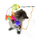 Gray kitten jumping up and playing with toy Royalty Free Stock Photo