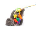 Gray kitten jumping up and playing with toy Royalty Free Stock Photo