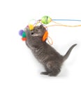 Gray kitten jumping up and playing with toy Royalty Free Stock Photo