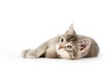 Gray kitten laying down and looking up Royalty Free Stock Photo