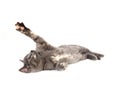 Gray kitten laying down and swining its paw Royalty Free Stock Photo