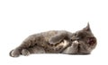 Gray kitten laying down on white background Royalty Free Stock Photo