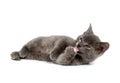 Gray kitten laying down on white background Royalty Free Stock Photo