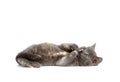 Gray kitten laying down on white background