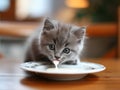 Gray kitten licks milk from his plate