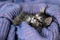 gray kitten lies on its back wrapped in a warm knitted blanket. view from above. Royalty Free Stock Photo