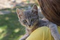 Gray kitten lies on the shoulder of a girl