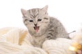 Gray kitten lolling tongue out Royalty Free Stock Photo