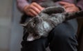 Gray kitten on the man`s legs playing close-up Royalty Free Stock Photo