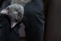 Gray kitten on the man`s legs playing close-up Royalty Free Stock Photo