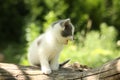 Gray kitten mewing cutely and resting on the tree stump Royalty Free Stock Photo