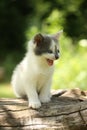 Gray kitten mewing cutely and resting on the tree stump Royalty Free Stock Photo