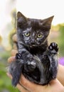 Gray kitten in the palm of a woman