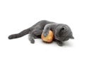 Gray kitten playing with an apple on a white background Royalty Free Stock Photo