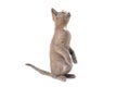 A gray kitten is playing and posing. Photo of a pet on a white background Royalty Free Stock Photo