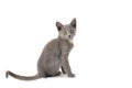 A gray kitten is playing and posing. Photo of a pet on a white background Royalty Free Stock Photo