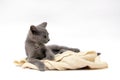 A gray kitten is playing and posing. Photo of a pet on a white background Royalty Free Stock Photo