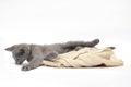 A gray kitten is playing and posing. Photo of a pet on a white background Royalty Free Stock Photo