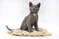 A gray kitten is playing and posing. Photo of a pet on a white background Royalty Free Stock Photo