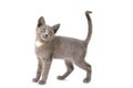 A gray kitten is playing and posing. Photo of a pet on a white background Royalty Free Stock Photo