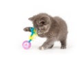 Gray kitten playing with toy Royalty Free Stock Photo