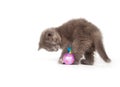 Gray kitten playing with toy Royalty Free Stock Photo