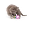 Gray kitten playing with toy Royalty Free Stock Photo