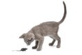 A gray kitten is playing with a toy mouse. A pet on a white background Royalty Free Stock Photo