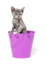 Gray kitten in purple pale Royalty Free Stock Photo