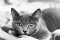 Gray kitten ready to pounce black and white Royalty Free Stock Photo