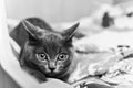 Gray kitten ready to pounce black and white Royalty Free Stock Photo