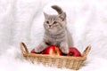 Gray kitten Royalty Free Stock Photo