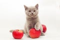 Gray kitten with red apples Royalty Free Stock Photo