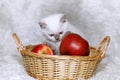 Gray kitten with red apples Royalty Free Stock Photo