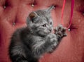 Gray kitten on a red sofa plays with a ribbon Royalty Free Stock Photo