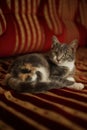 Gray kitten rest on a sofa. Portrait of a domestic cat